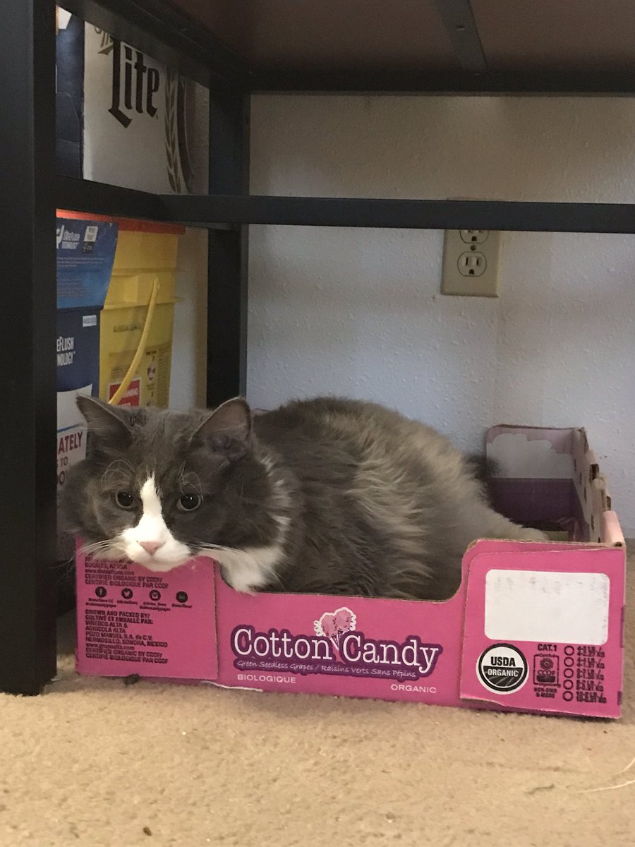 BigTucsonDad's tweet photo. Hey guys if you happen to know of any giant male cats, Muffin would like to meet them

Most men are intimidated by a women of such large and powerful stature but that doesn’t mean she’s giving up on love https://t.co/WbOVMFUYne