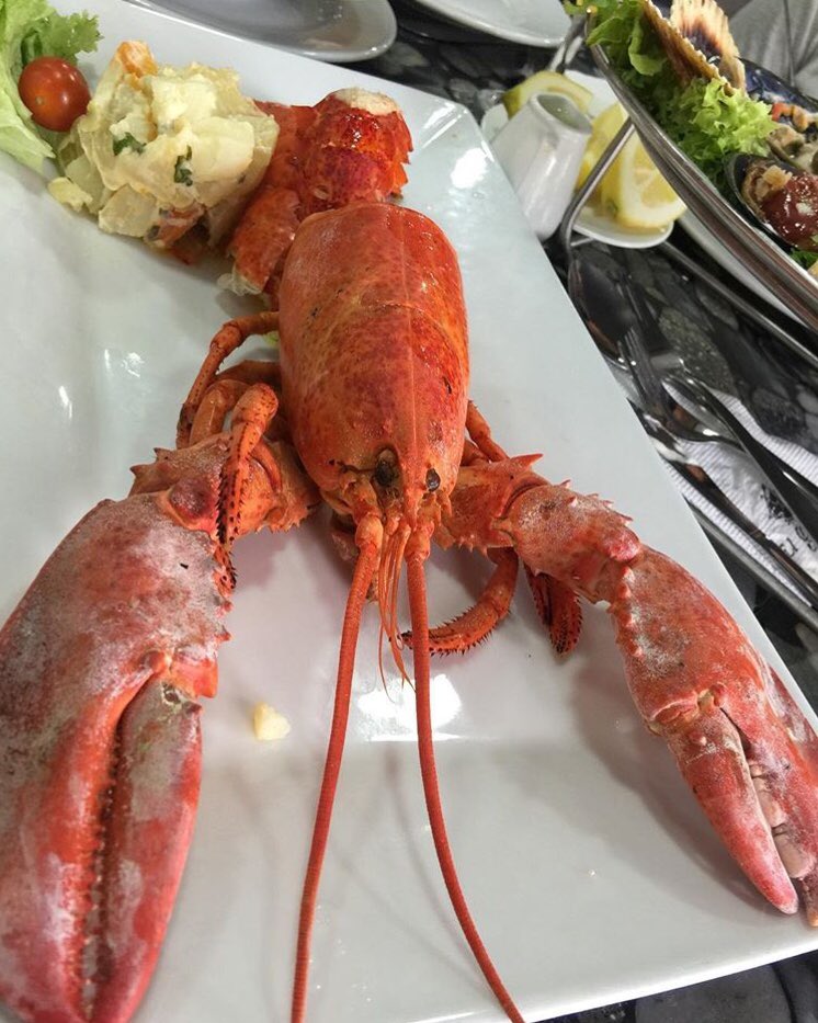 _elgaleon's tweet photo. Langosta bogavante
Su carne fina y blanca lo han convertido en un imprescindible a la hora de degustar carnes no tradicionales, su sabor y textura son motivos más que suficientes para situarlo entre los manjares mas deseados a nivel mundial.
Te esperamos!
 #restaurantgourmet https://t.co/0ymL7gYnOr