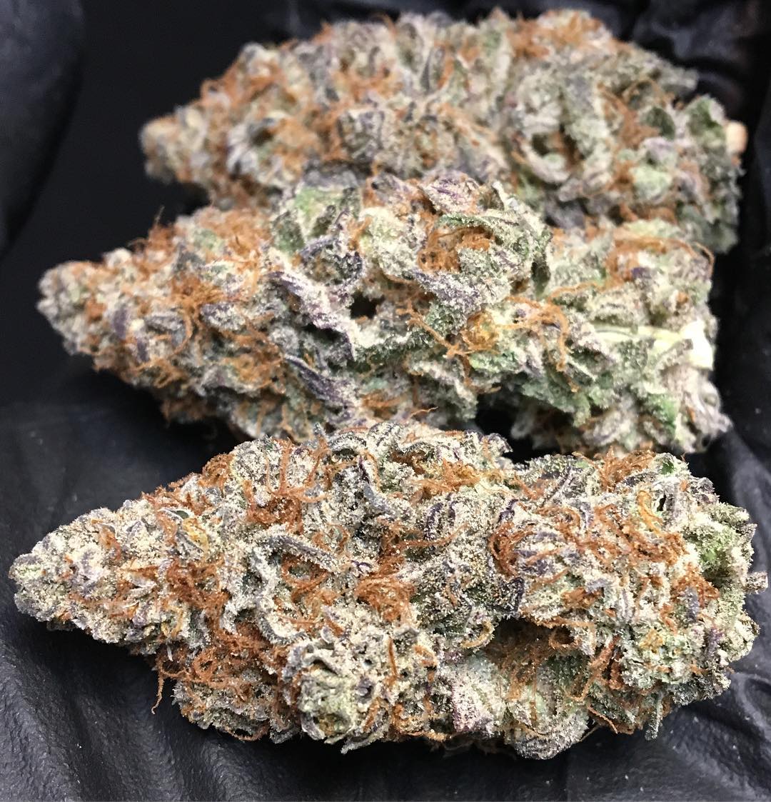 “I think pot should be legal. I don’t smoke it, but I like the smell of it.” – Andy Warhol. 😍😍

#Cannabis #MarijuanaMovement #stressfree #MedicalMarijuana #cannabisnews #StonerFam #weed #stayhigh #StayLifted #staystoney #duby #cbd #mmj #Indica #Flowering #cannabis #growerslove