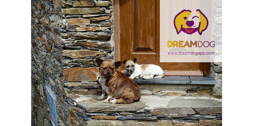 Guard, Door Bell and Decor in one! #DreamDog
dreamdogapp.com