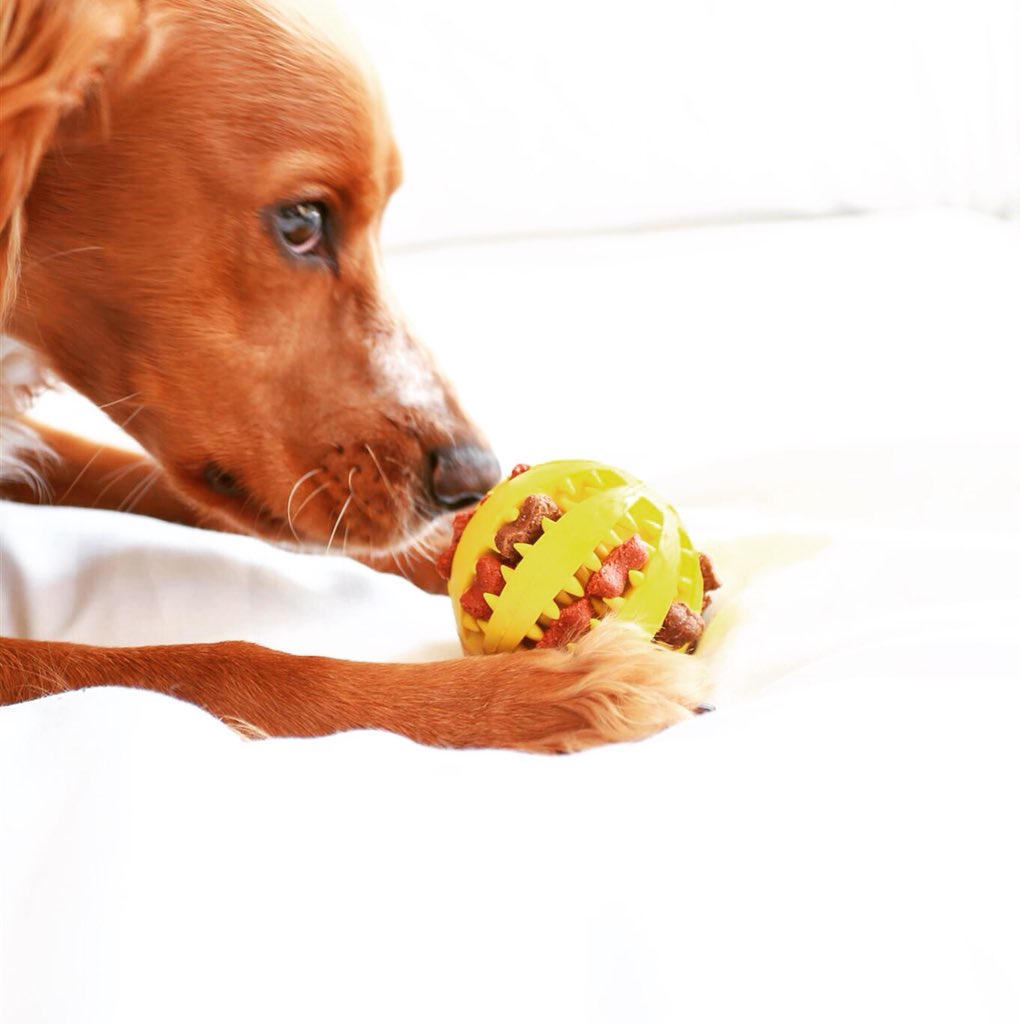 #whatacutie #bailey #cockerspaniel #mytrendtreatball #doggy #dog #dogsoftwitter #BeautifulBoy #dogsofinstagram #puppy #pets #mansbestfriend #puppies