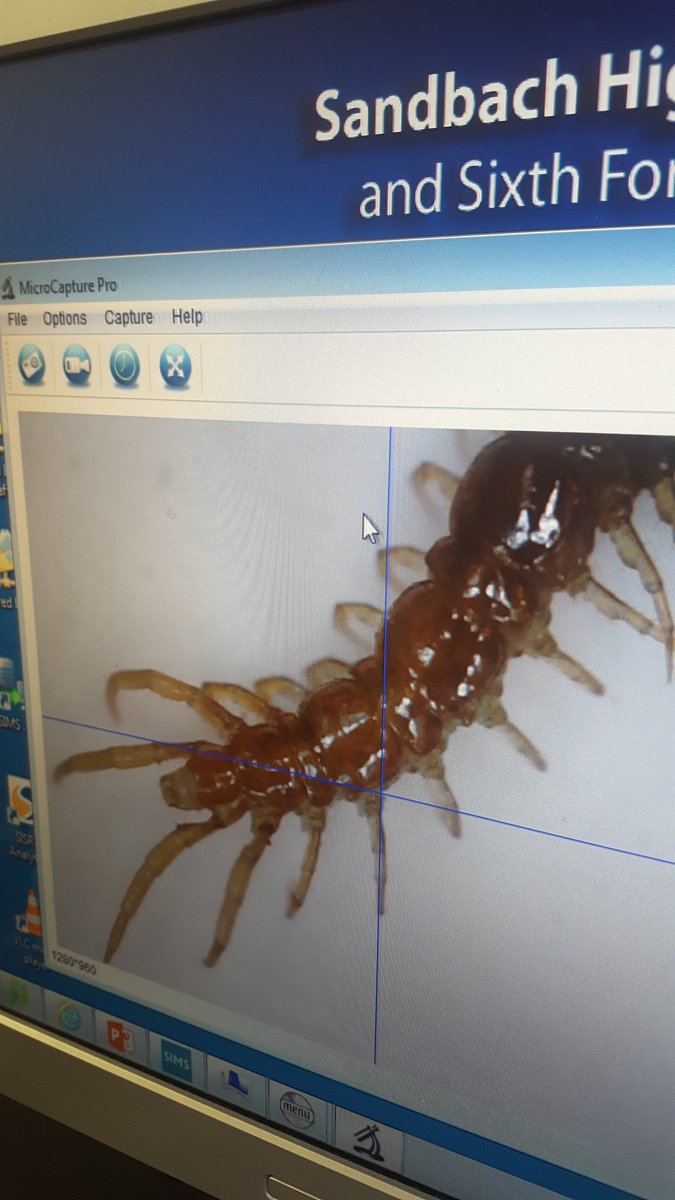 SandHighScience's tweet photo. Great selection of bugs found #BugSafari #NoBugsWereHarmed @SandbachHigh https://t.co/6ET7CUUwQF