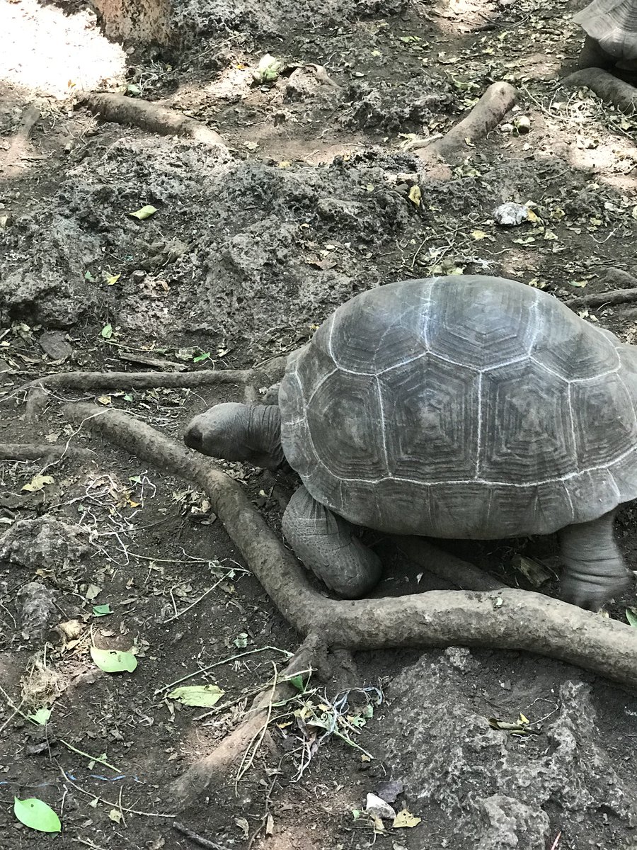 WHSZanzibar's tweet photo. Such a wonderful last day in Stone Town. A visit to Prison Island including giant tortoises, shopping for tat in Stone Town then currently sat on a roof terrace watching the sun set on a beautiful trip #livingthedream https://t.co/Him5L1DLDo