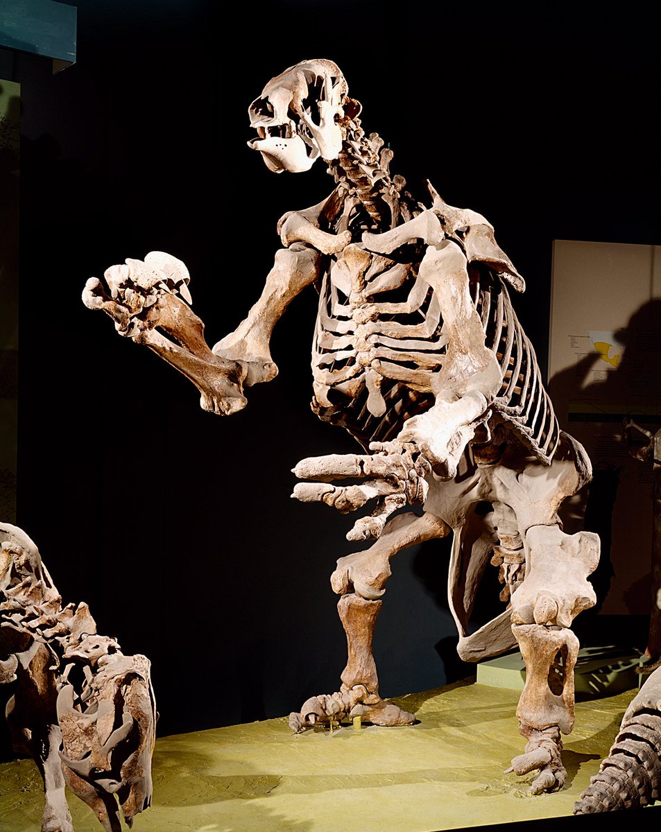 Standing 11 feet tall, Eremotherium was one of the largest species of