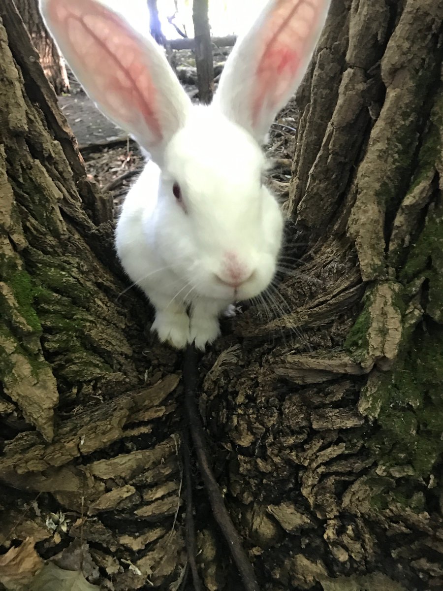 stembunnies's tweet photo. Hi from Daisy Peacebunny from @PeacebunnyI -- https://t.co/JM0LLA5UWa