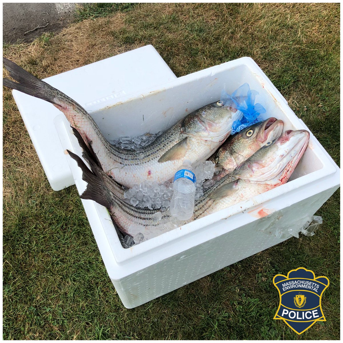 MAEnviroPolice's tweet photo. Call from concerned fisherman at Cape Cod Canal results in charges for 3 individuals; fishing gear and catch seized. Catch donated to Plymouth Area Coalition. https://t.co/4QwneFS9lV https://t.co/MsE8YrUkrm