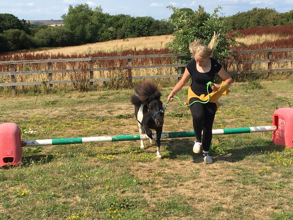 guignardabbots's tweet photo. Pony agility course https://t.co/4LP65JpeX9
