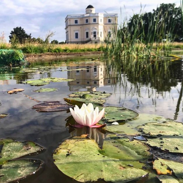 First bloom! #belderboslandscapes #kingsobservatory #waterplants #gardendesign #gardenmaintenance #lanscapedesign #RoyalMidSurreyGolfClub