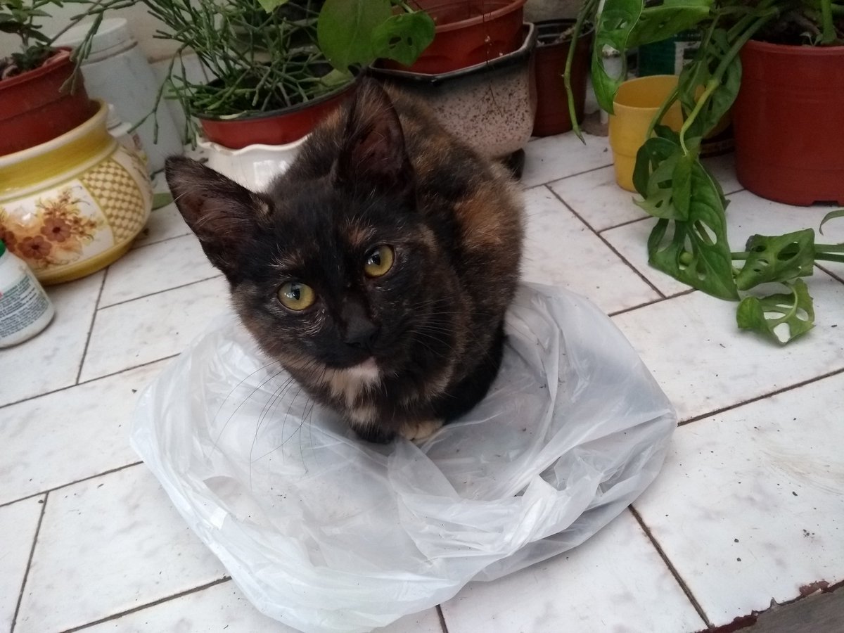 MaaatiRomero's tweet photo. Hola apareció esta gata hermosa en casa y esta en adopción. Es muy mimosa y buena!! Interesados al md. Ayuden con un rt!!! https://t.co/f60PSVYkus
