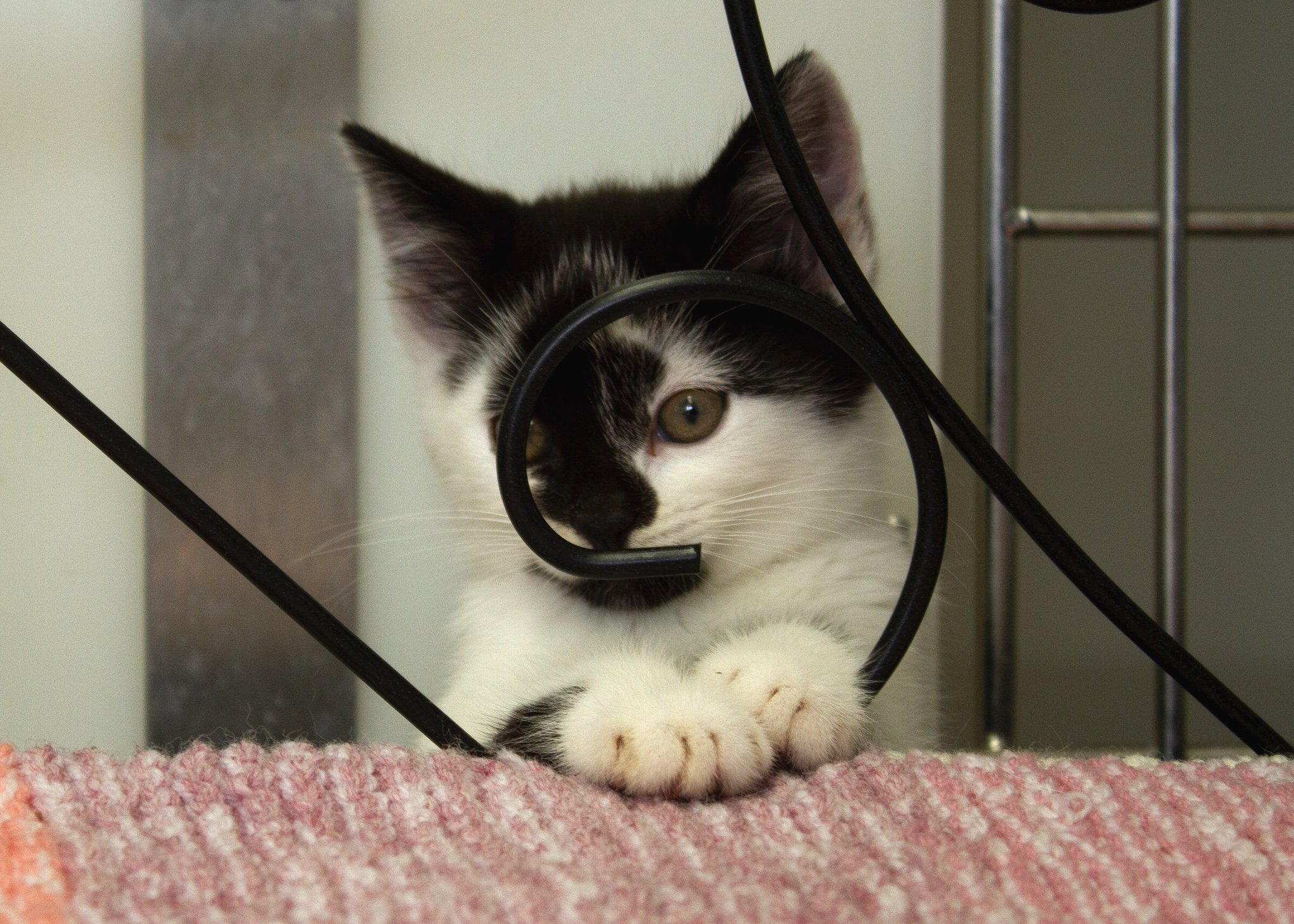 Ncle Dog&amp;Cat Shelter on Twitter &quot;Playing a game of