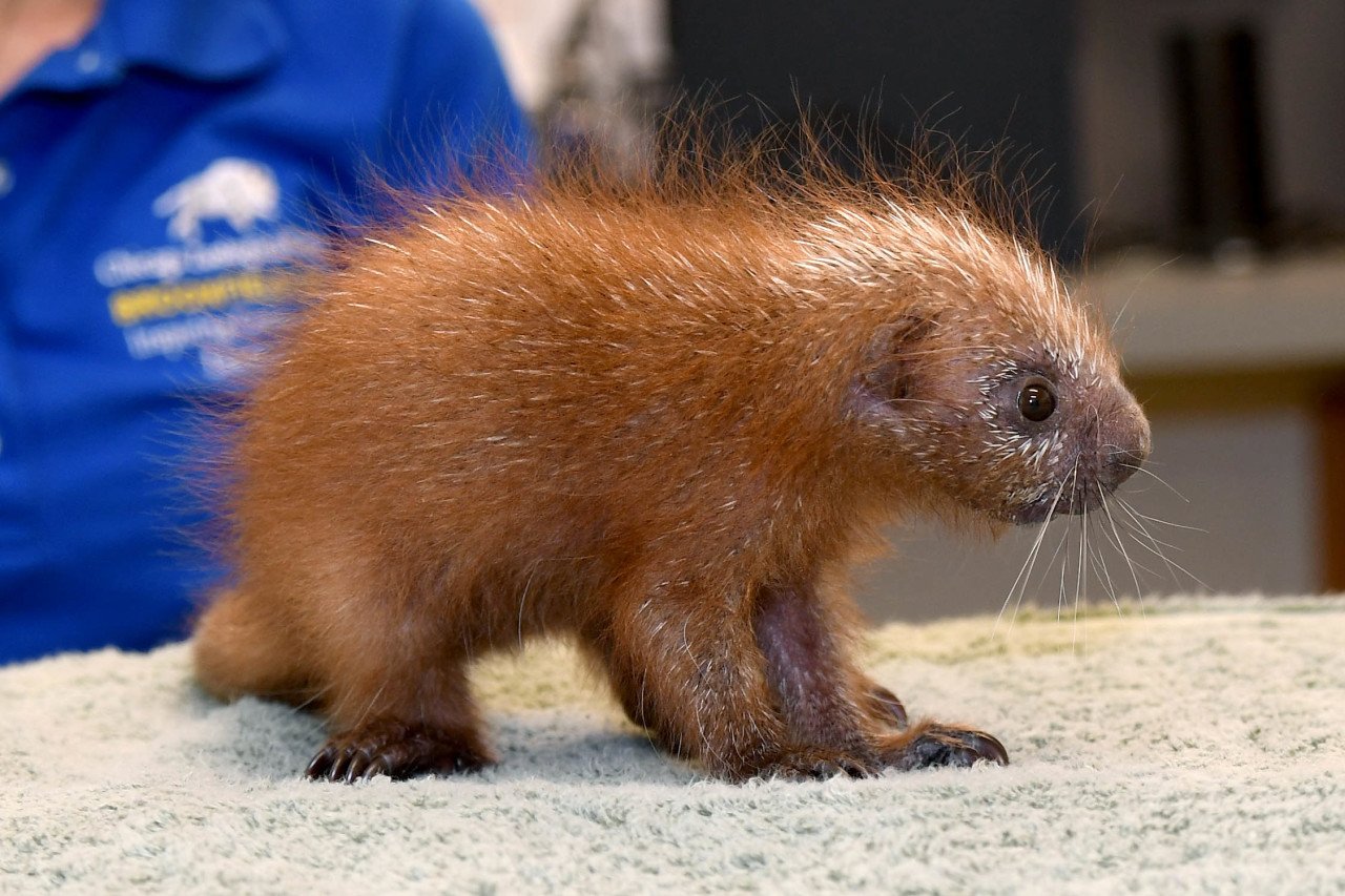 Brookfield Zoo on Twitter "FACEBOOK LIVE 12 NOON A reminder to tune