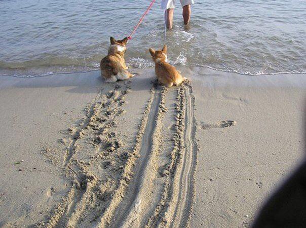 qqqserdshqqq's tweet photo. Собаки, которые боятся воды https://t.co/zG4Y1lqbrs
