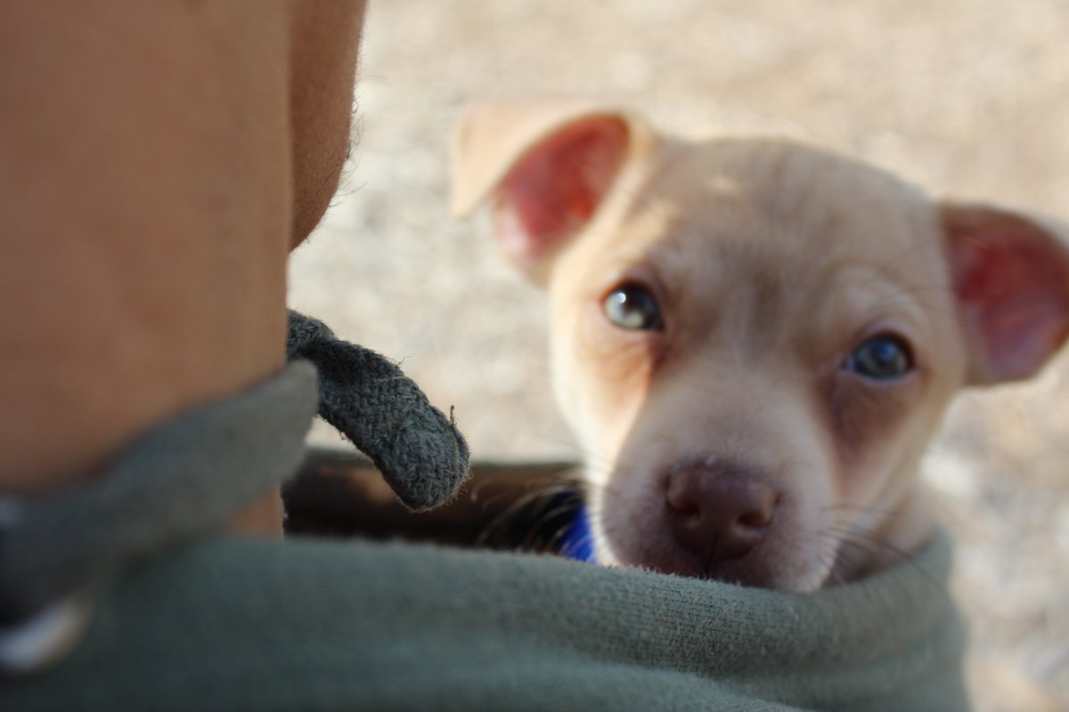 tylertexas92's tweet photo. Unfortunately, we can't give out a free cup of coffee because nobody sent us a picture! We appreciate all of the interactions and will be rewarding you guys with a picture of a cute puppy instead. #Enjoy #PuppiesOfTwitter #Roscoe #MoreCoffeeForTheInterns https://t.co/f4kGfH57Ng
