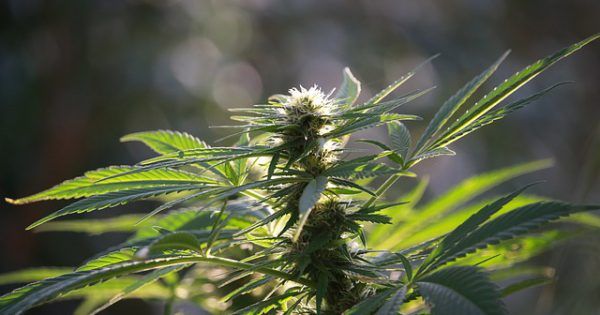 IntlCBC's tweet photo. Oregon to Implement Recreational Cannabis Harvesting Rules: https://t.co/rzuSorejm6
#cannabis #marijuana #icbcportland https://t.co/K7Yx2AZ8dA