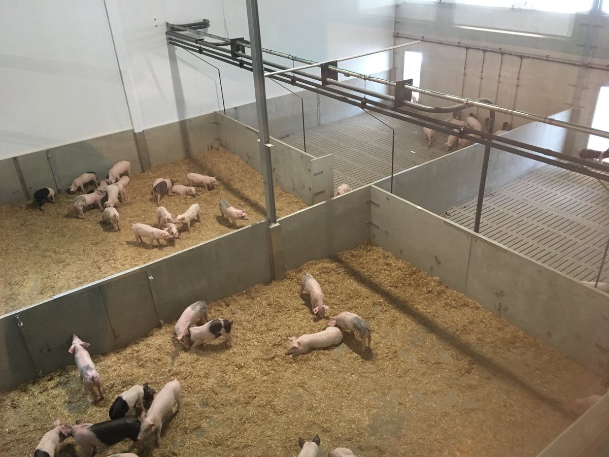 Ronaldvern's tweet image. Open dag “Hamletz” stal bij Mts. Ten Have. Succes gewenst met nieuwe concept #hamletz #agrifirm 🐷👍