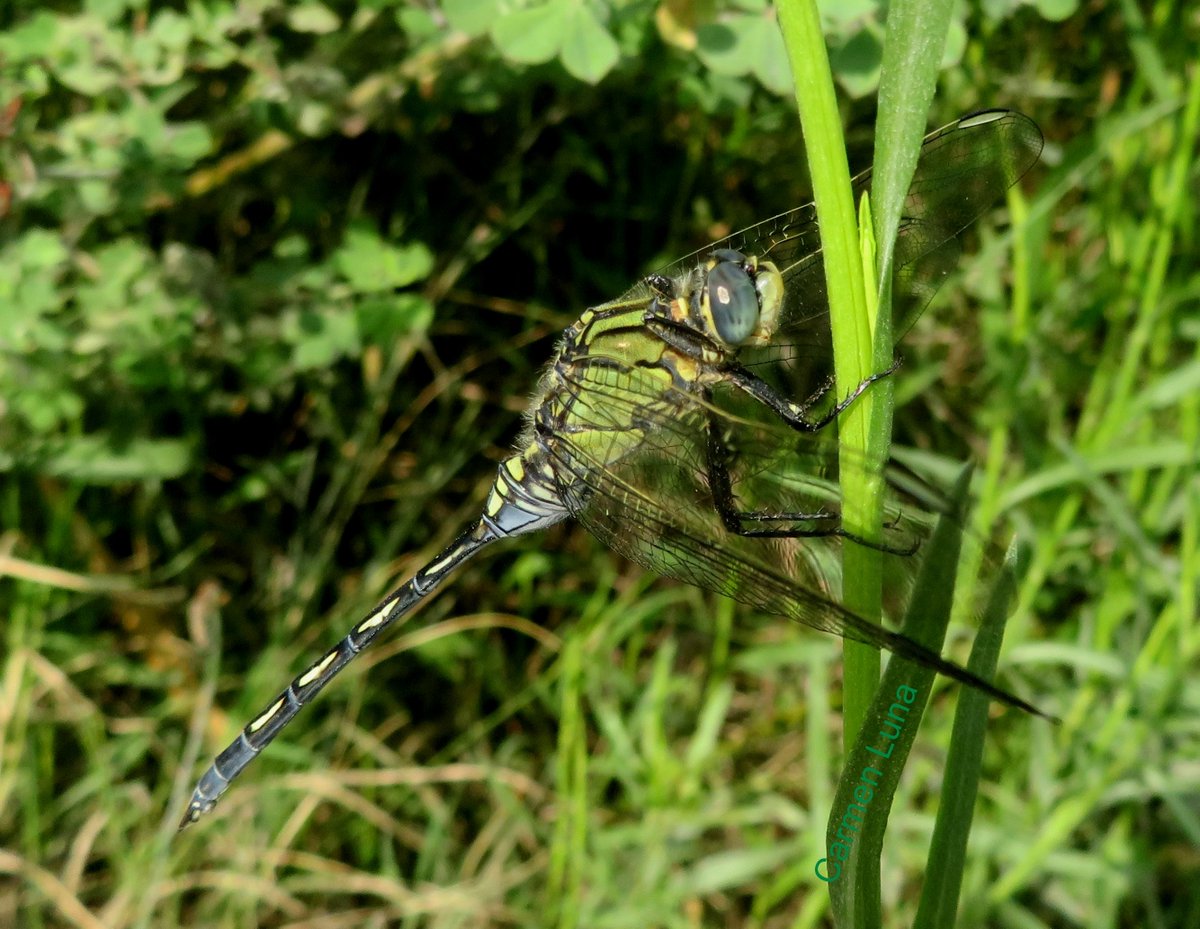 Hebenaria's tweet photo. Orthetrum trinaria macho. Charca de Suárez. 13julio2018 https://t.co/XB8CgjZ22O