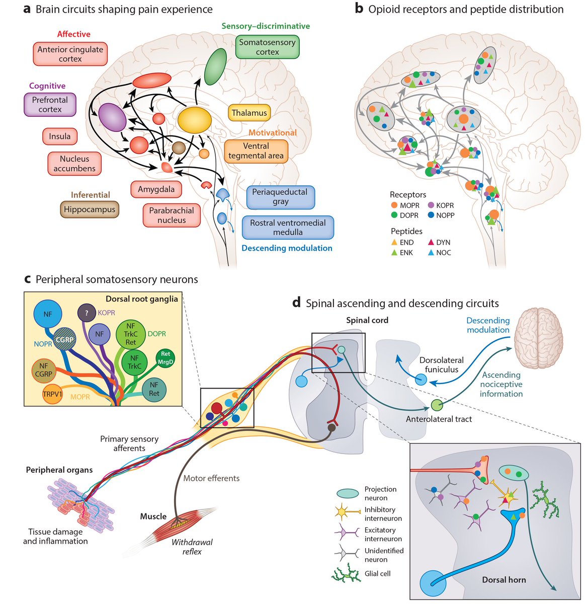 ⚡️GREG_CORDER⚡️ (@flybottleescape) on Twitter photo Happy to share the open e-print of our <a href="/AnnualReviews/">Annual Reviews</a> Neuroscience article, Endogenous and Exogenous Opioids in Pain. annualreviews.org/eprint/TrEIiiK…
Featuring the exquisite prose, with rare and subtle insight, of <a href="/FlanBrain/">Dr. Daniel Castro</a> <a href="/mbruchas/">mbruchas</a> Happy to share the open e-print of our <a href="/AnnualReviews/">Annual Reviews</a> Neuroscience article, Endogenous and Exogenous Opioids in Pain. annualreviews.org/eprint/TrEIiiK…
Featuring the exquisite prose, with rare and subtle insight, of <a href="/FlanBrain/">Dr. Daniel Castro</a> <a href="/mbruchas/">mbruchas</a>