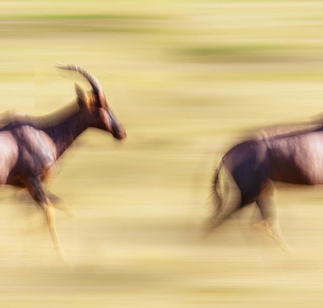 “Running in circles, coming up tails.” – Coldplay

#Kenya #explorekenya #Africa #exploreafrica #safari #maasaimara #topi #wanderlusting #seetheworld #mytravelgram
#moving_pictures #icm #intentionalcameramovement #photopainting #slowshutter #artoninstagram #inmotion #iloveblu…