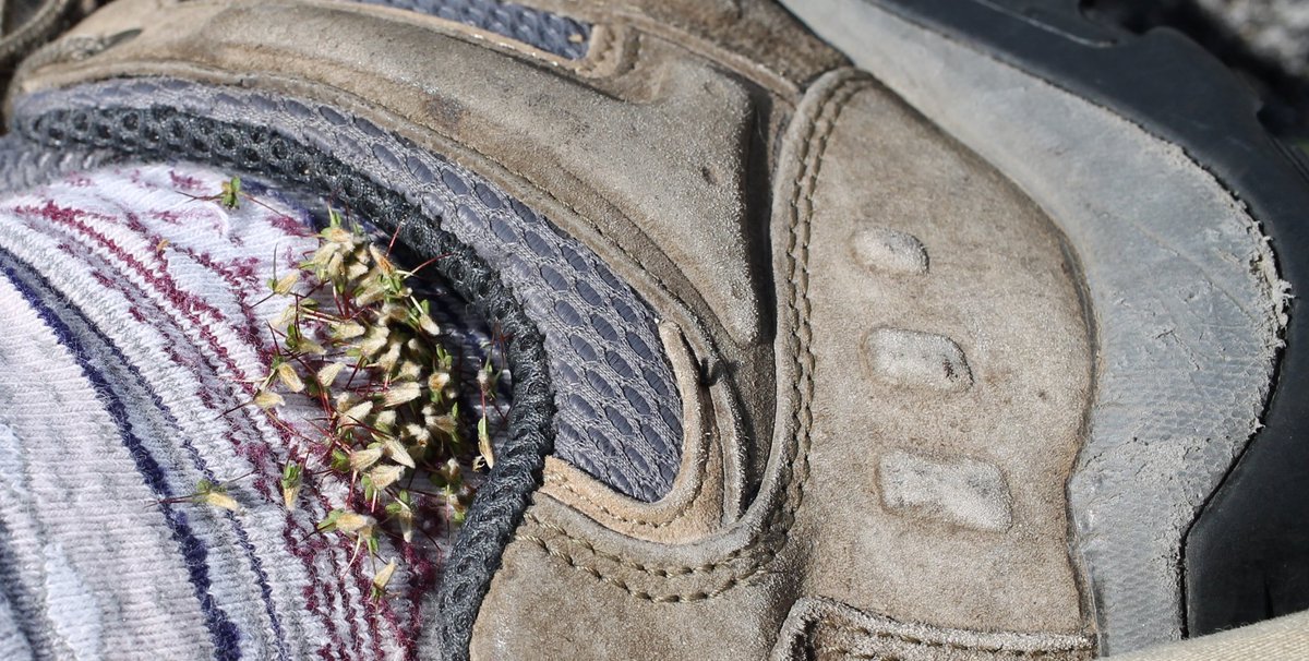 CharlotteSimyo's tweet photo. #ausnative Acaena novae-zelandiae or Bidgee widgee 🌼 is a weed in Europe. My sock demonstrates how they hitched a ride in wool 🐏 https://t.co/74mbwbrY2z
@NSWNationalPark @charlottepass
#charlottepass #kosciuszkonationalpark #conservation #alpine #alpineplants #mountains https://t.co/AbFs82jPp1