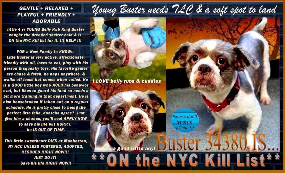 nasrene41's tweet photo. ADORABLE #SHIH #TZU #BUSTER DUMPED FOR BEING BADLY BEHAVED, FAILED BY OWNER! NOW CONDEMNED FOR A TREATABLE #COLD!
 #RESCUEDOGS  #FOREVERHOME  #FOSTER #ADOPT   #CompanionAnimalProtectionAct #GetYourRescueOn    #NYCHumaneMovement #SaveBUSTER
https://t.co/YgUa0DjVSO https://t.co/sG4AsgM9IC