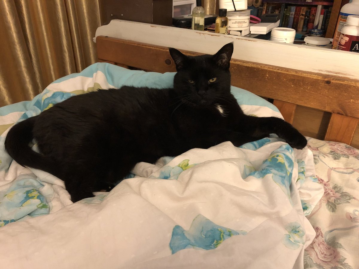 PSPDVAC's tweet photo. @pspjonah #catsofPSP https://t.co/Cz5k3ZPvxG
