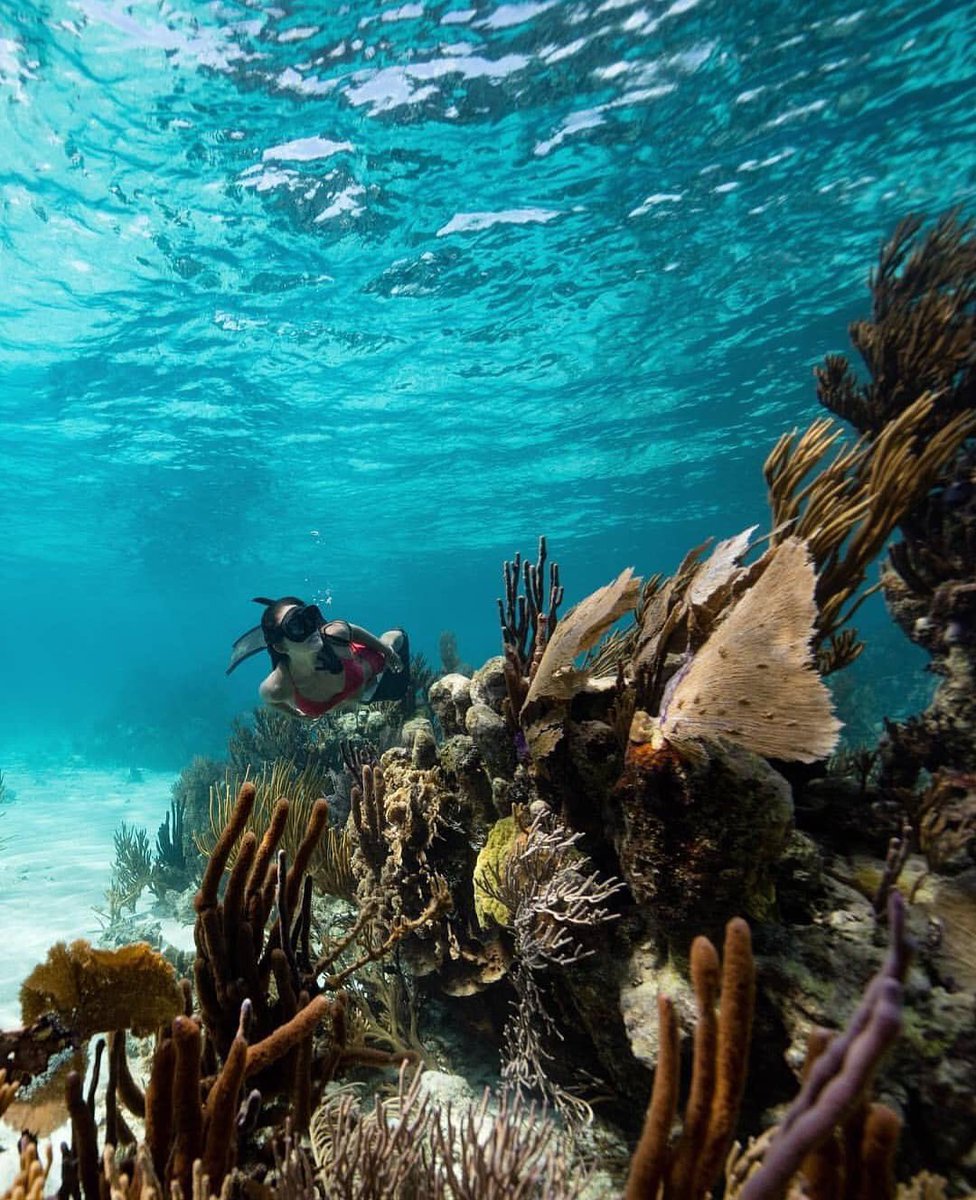 DivingPassport's tweet photo. Snorkeling in some place https://t.co/6zkhlZfctL