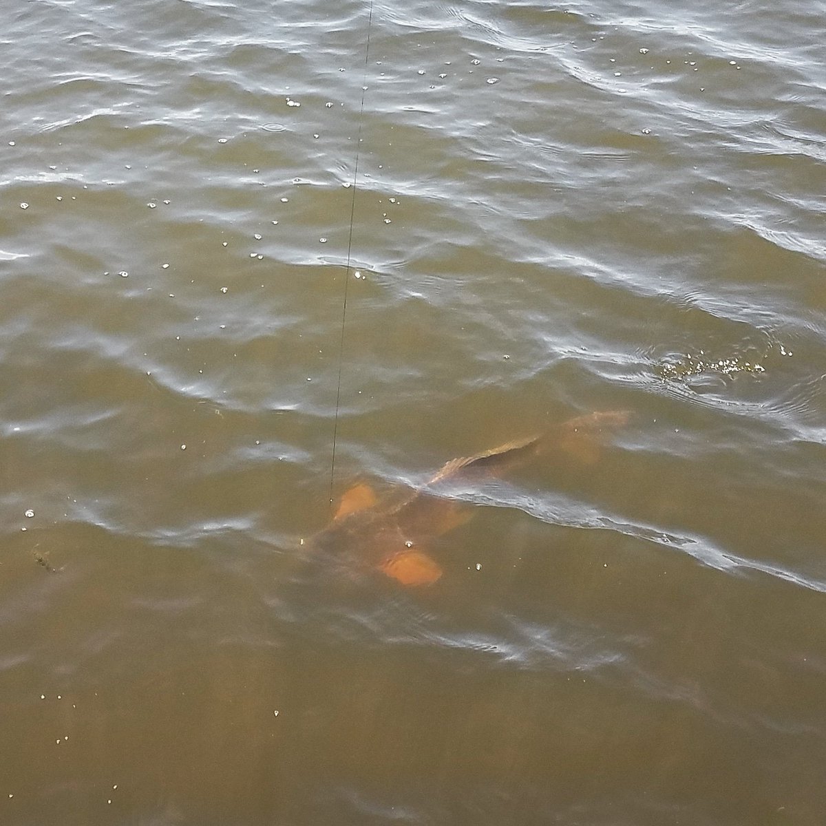 MarshWhisperer's tweet photo. Beautiful #Delacroix redfish. Read all about my day with Capt Mitchell Chevalier, ONLY in the August issue of #MarshAndBayouMagazine #MarshAndBayouOutfitters #Inshore #Saltwater #Fishing #Louisiana #Redfish #BestInTheWorld #WorldClass #ChevaliersGuideService https://t.co/iSFRMyqfxB