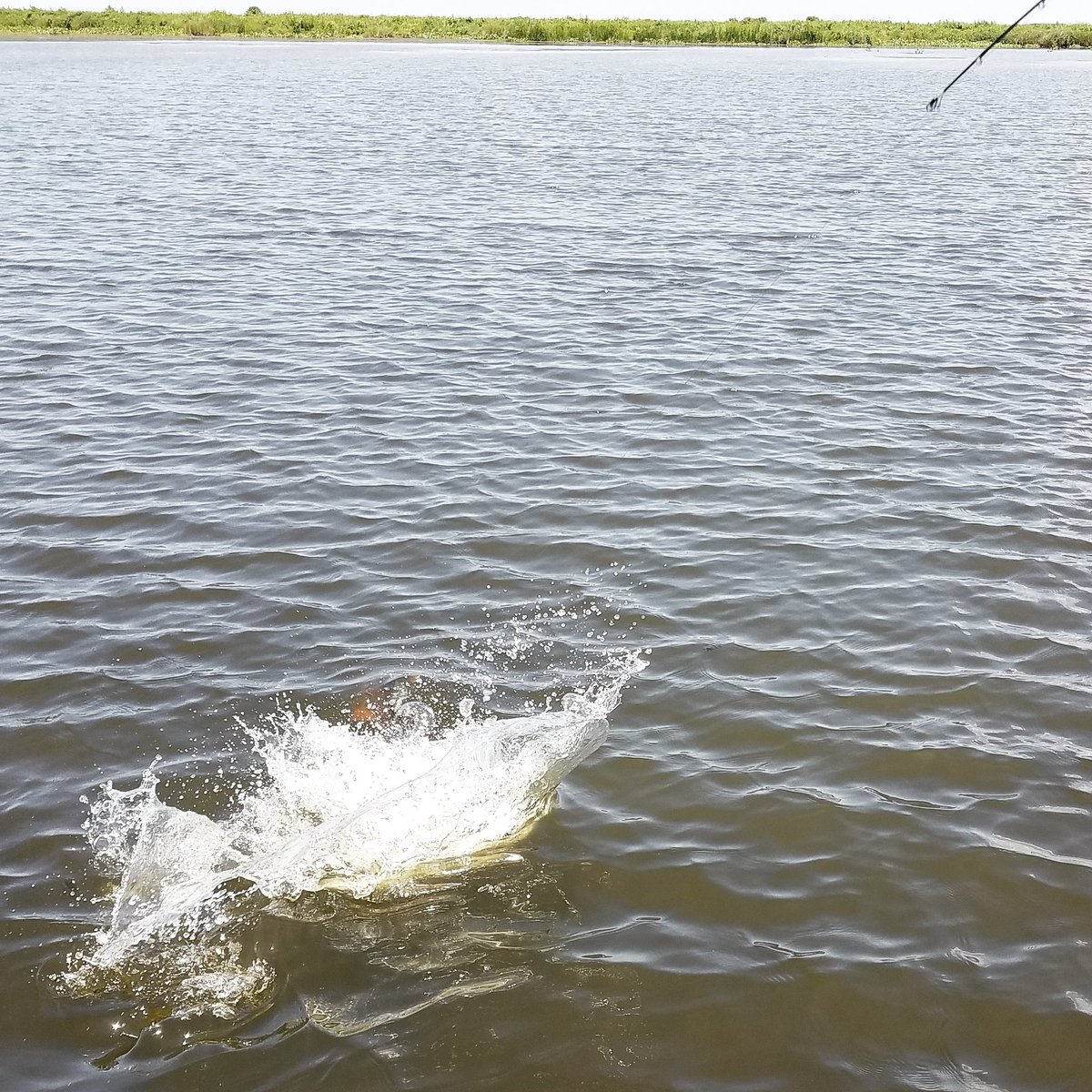 MarshWhisperer's tweet photo. Beautiful #Delacroix redfish. Read all about my day with Capt Mitchell Chevalier, ONLY in the August issue of #MarshAndBayouMagazine #MarshAndBayouOutfitters #Inshore #Saltwater #Fishing #Louisiana #Redfish #BestInTheWorld #WorldClass #ChevaliersGuideService https://t.co/iSFRMyqfxB