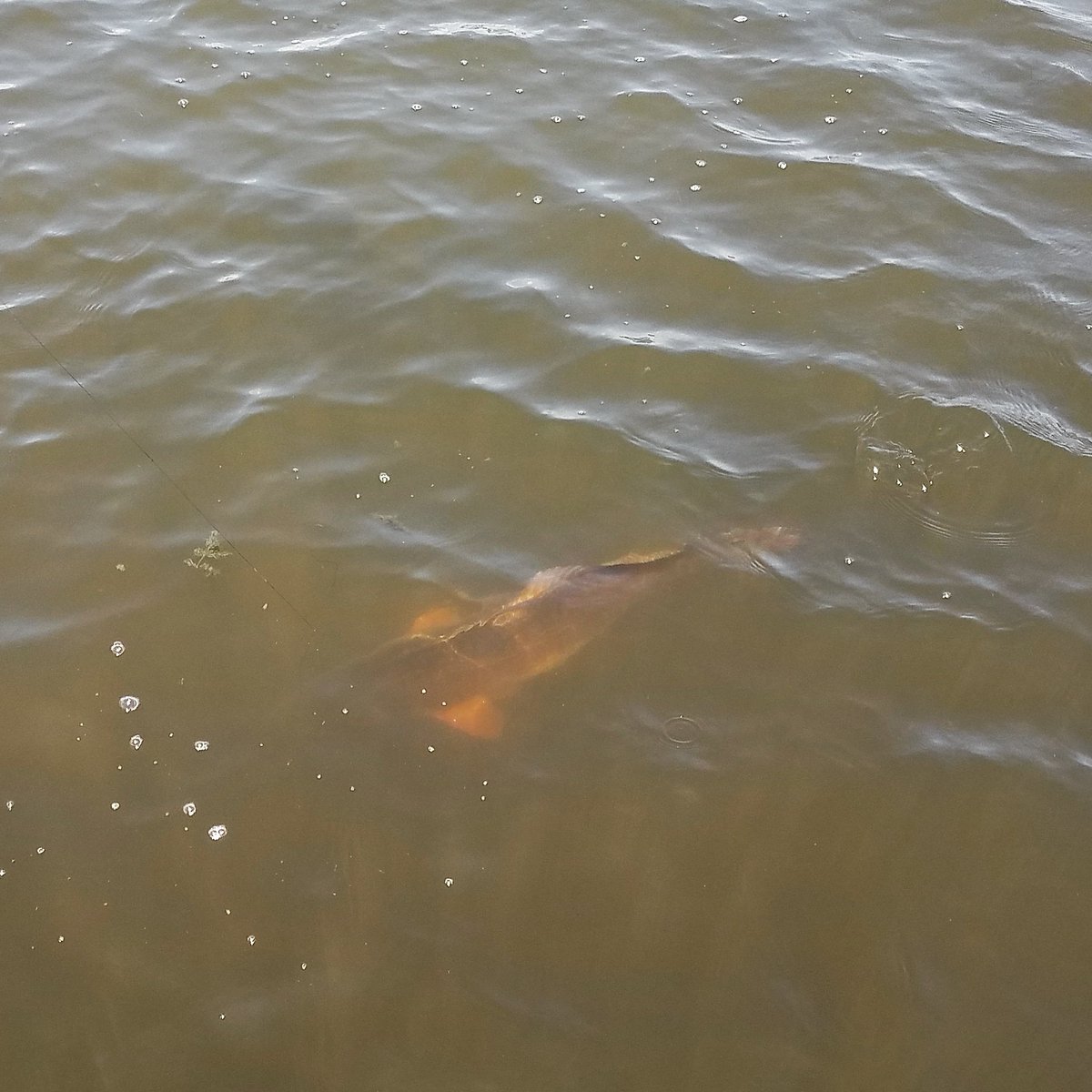 MarshWhisperer's tweet photo. Beautiful #Delacroix redfish. Read all about my day with Capt Mitchell Chevalier, ONLY in the August issue of #MarshAndBayouMagazine #MarshAndBayouOutfitters #Inshore #Saltwater #Fishing #Louisiana #Redfish #BestInTheWorld #WorldClass #ChevaliersGuideService https://t.co/iSFRMyqfxB