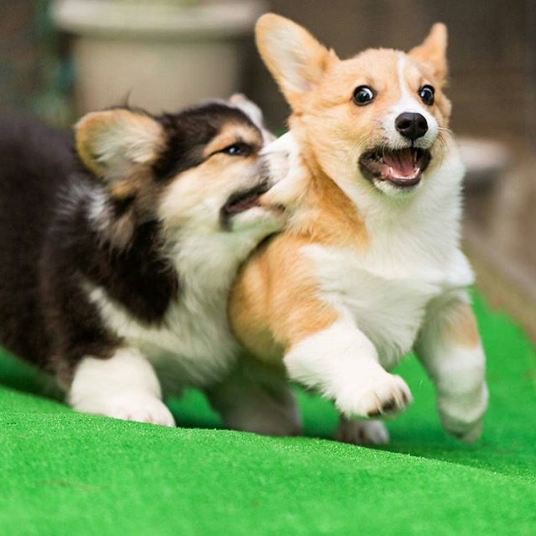 That's not a kiss! 
@dogzoneofficial
.
.
via @babypuppyfeed
#corgi #corgination #corgilove #corgistation #corgifeed #corgilife #corgicommunity #corgipuppy #corgiaddict #puppy #dog #corgis #corgiears #corgistyle #corgirules #corgipower #corgioftheday #welshcorgi #corgilovers