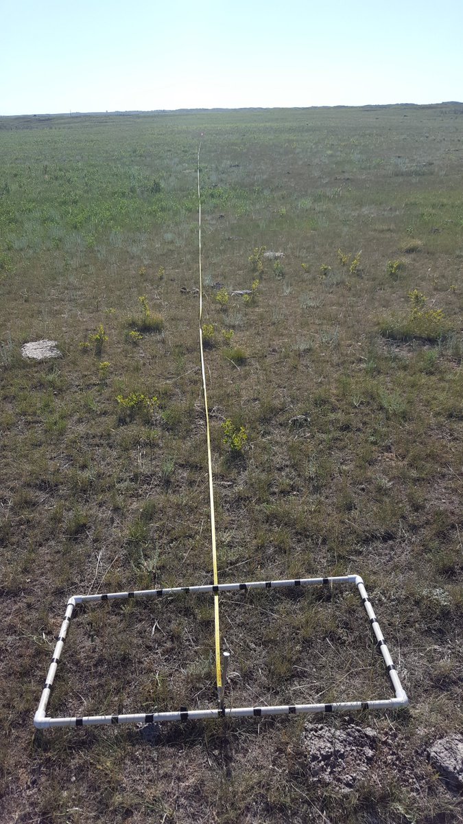 sltvinge's tweet photo. According to hubby, I live my life 50m at a time #FastAndFurious #ActuallySlowlyAndNotSoFurious #RangeNerd #Botany #Grasslands #fieldwork https://t.co/gPayu5vRRV