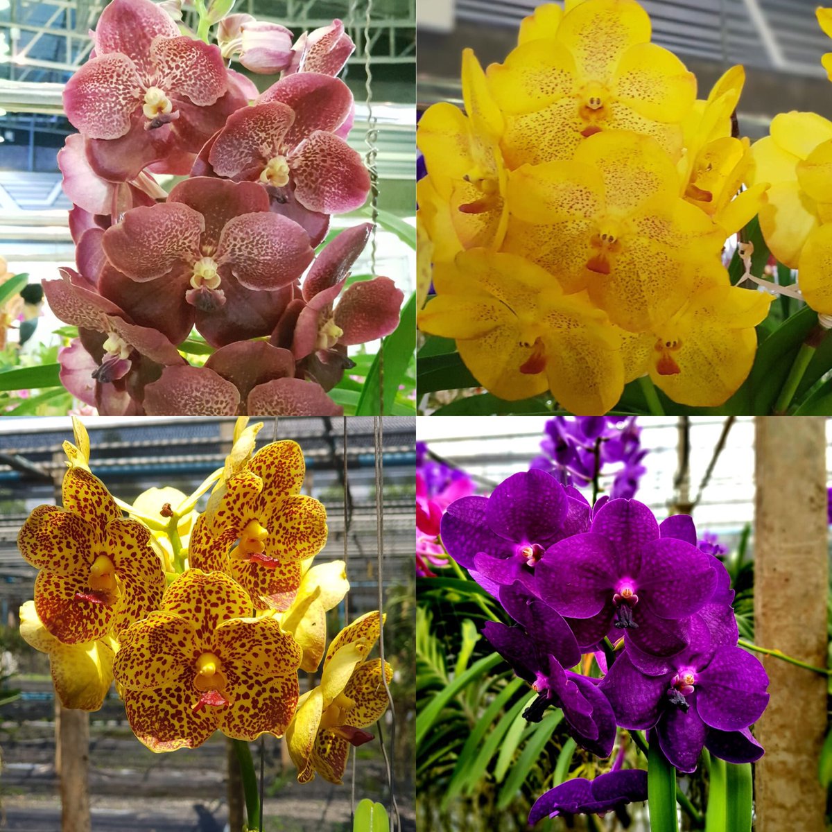 CTC Nursery (@CtcNursery) / Posts / X