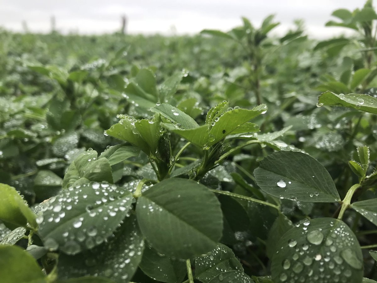 gentoscbasfe1's tweet photo. Monitoreando performance de nuestras #alfalfas a campo. Localidad: San Carlos Norte - Santa Fe 🌱 #Pasturas #Pasto #vacas #tambo #ganaderia #BPAs https://t.co/6n7G2bykGO