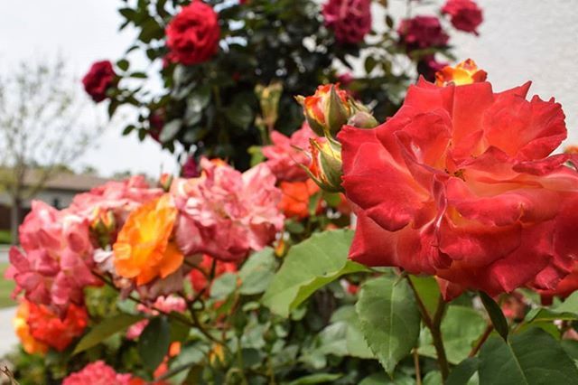 NoTime4Tomorrow's tweet photo. The power of nature gives us great flowers that in harmony with it's colors, it displays a beautiful free style dance rhythm with the wind.

#NoTimeForTomorrow #mondaytoughts #Life #Awesome #Perfect #Thoughts #Positive #Choices #Enjoy #Change #LosAngeles #Excellence #Creativ… https://t.co/MAcSvznmDQ