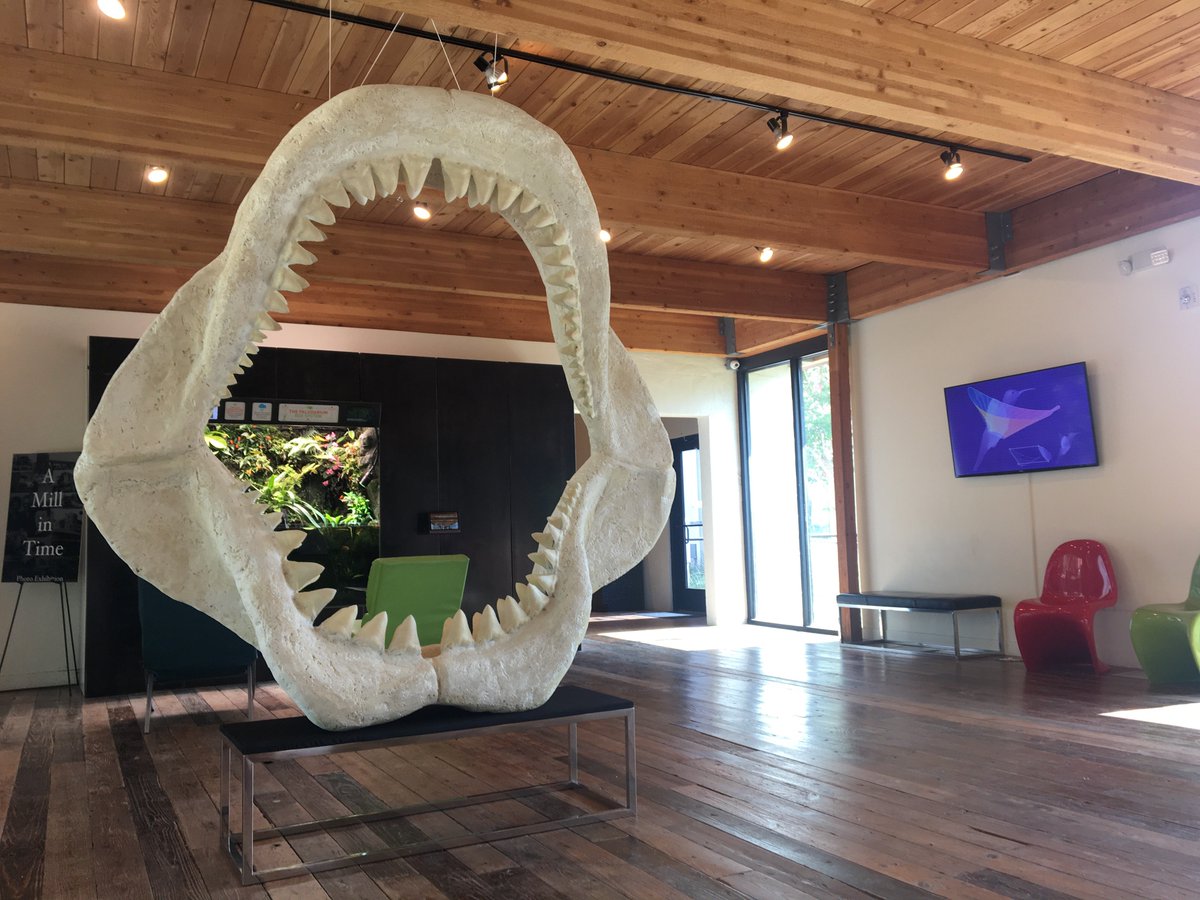Science Mill On Twitter Sharks Spotted In The Hill Country Join