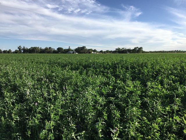 rairorg's tweet photo. RAiR | Resident artists are housed in a complex of six houses and ten studios located on 40 acres of land, surrounded by alfalfa farms. Each artist is provided with a house that can amply accommodate either a single person or a family. #rairorg #tw #fbRAiR https://t.co/Y2AemGjxH0
