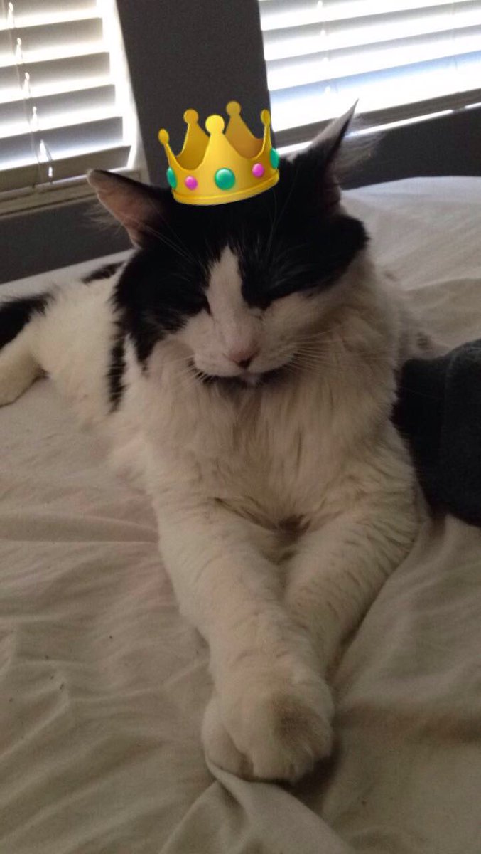 mackjoyo35's tweet photo. This is Charlie and his full name is Prince Charles the III. He likes bringing me dead things, and ruling his kingdom. He is nothing less than a prince in a house full of peasants #SortMyCat https://t.co/WG0KjwtXzT