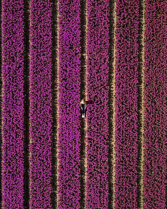 Drone Multimedia (@dronemm) on Twitter photo A flower does not think of competing with the flower next to it, it just blooms. 🌷☀️📷:<a href="/lonneketubbing/">Lonneke Tubbing</a>
.
.
.
.
.
#dronemultimedia #djimavic #dronephoto #drones #djiglobal #aerialphotography #dronephotography #taketothesky #tulips ift.tt/2LOSNzq A flower does not think of competing with the flower next to it, it just blooms. 🌷☀️📷:<a href="/lonneketubbing/">Lonneke Tubbing</a>
.
.
.
.
.
#dronemultimedia #djimavic #dronephoto #drones #djiglobal #aerialphotography #dronephotography #taketothesky #tulips ift.tt/2LOSNzq