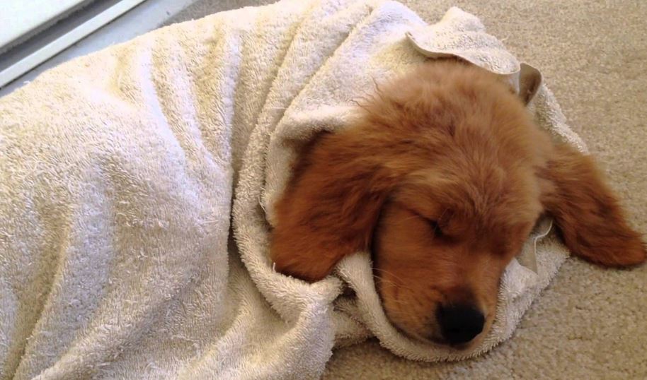 Пес спал в прихожей и охотно. Спящие собачки. Собачка под одеялом. Щенок под одеялом.