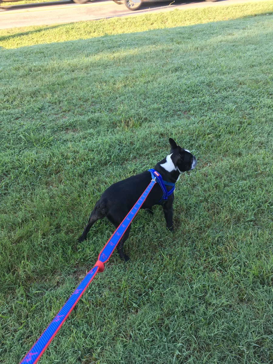 counselor4me's tweet photo. Muvver has the camera, so Iβm posing for her. #dizzytheboy https://t.co/ufkk6tknfs