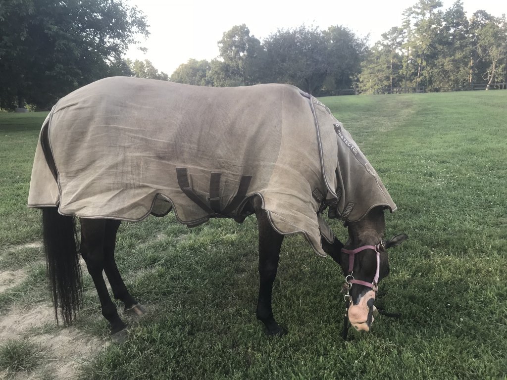 SaltyEquestrian's tweet photo. Rambo Protector Fly Sheet https://t.co/xZMQe6U2fV https://t.co/CW2cqKA76c