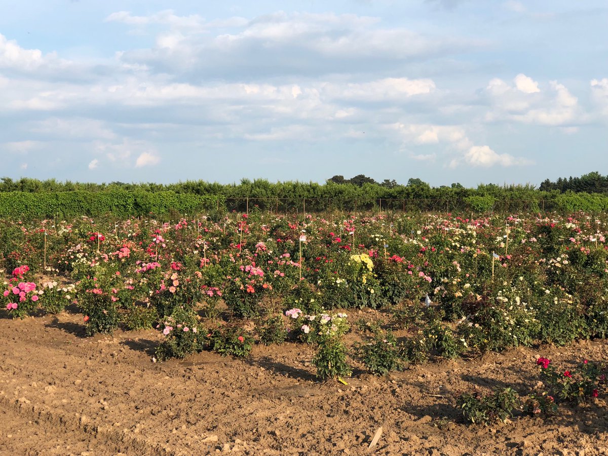 Lilian Schaer tweet media