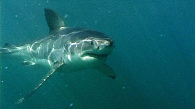 celaine_charles's tweet photo. It's "Shark Week" A-N-D "Wednesday Whims of Poetry"... so of course I wrote about the Great White. https://t.co/GQzy6osti0 I seriously felt anxiety searching for this picture! #poetry #poetrycommunity #poets #SharkWeek #SharkWeek2018 #stepsinbetween Photo: https://t.co/Z0IHakKaw2 https://t.co/1iNQTjJyCL