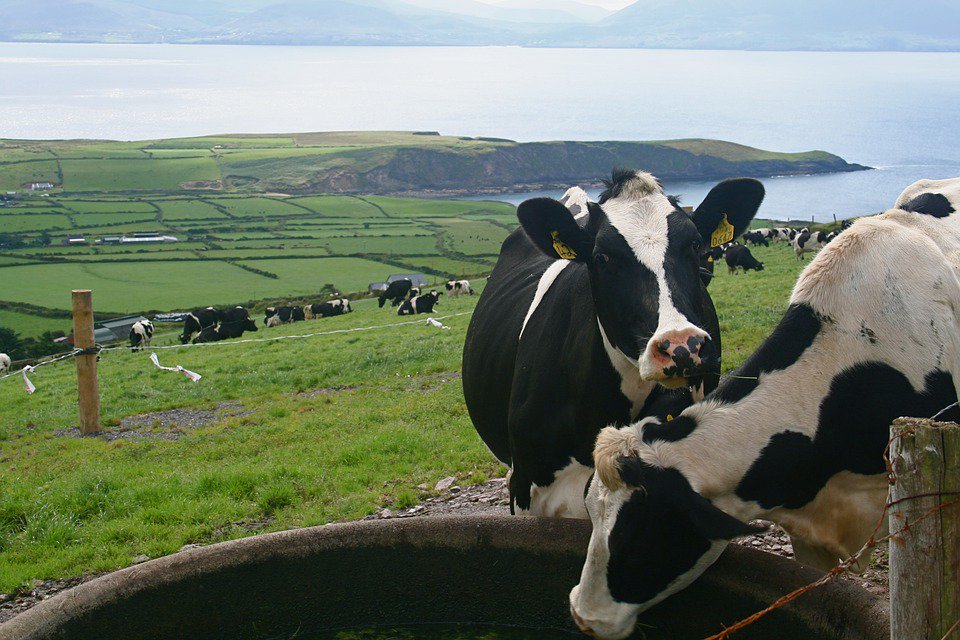 #RazadeLeche  ¿Conoces a la vaca #Holstein? Es una de las vacas lecheras más conocidas en México, es de origen holandes.