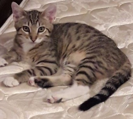 RachelC1233's tweet photo. #SortMyCat @tessanetting This is Ivan. He is very playful, cuddly and ornery. He likes to watch the birds outside and tries to play with his older sister Daisy but she is easily annoyed. He does however play with our dog Yoshi. https://t.co/3hUnykkPPE