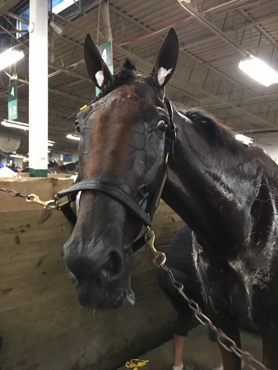 PKtrotters1's tweet photo. Akhenaton makes his US debut a winner @SaratogaCasino .. next stop @YonkersRaceway @YonkersFrance https://t.co/LDueTJug1T