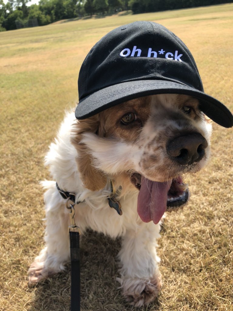 dog_rates's tweet photo. This is Eros, Greek dog of attraction. He stole his human’s hat. Convinced he looks better in it. 13/10 would trust his judgment 

Shop: https://t.co/D7mSyHhhLp https://t.co/1oGAjHS6tk