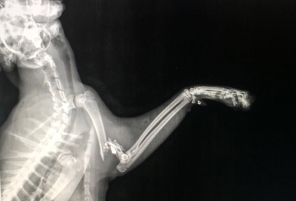vviegasb's tweet photo. Fracturaron a mi gato con un balin y no puede caminar. La cirugia me cuesta demasiada plata si pueden compartir para que le llegue a alguien que me quiera ayudar se los agradezco ACLARO no pretendo q sea gratis solo que sea un poco menos costosa🙏 https://t.co/nwmkIoqz7i