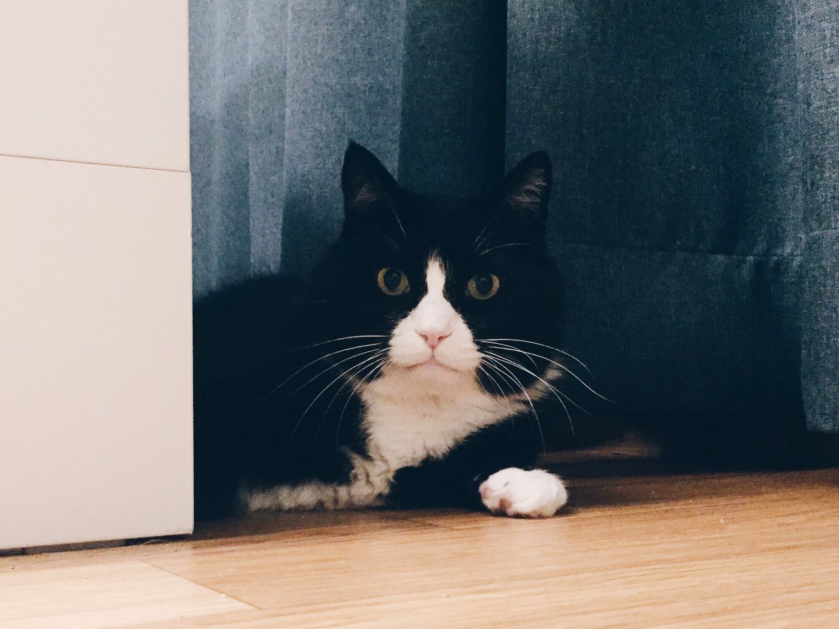 mutansan's tweet photo. 갑자기 고양이 소개: 차례로 오리(2007년생 안산) 왈츠(생년미상 인천) / 오리는 2007년 7월 14일 우연히 길에서 만났고 왈츠는 2017년 10월 22일 입양했고 오리는 암고양이 왈츠는 수고양이였으나 이젠 중성이며 3개월의 합사 단계를 거친후 같이 지내고 있다 둘의 공통점은 귀엽고... 고양이이다... https://t.co/Huqjx6g2Tz