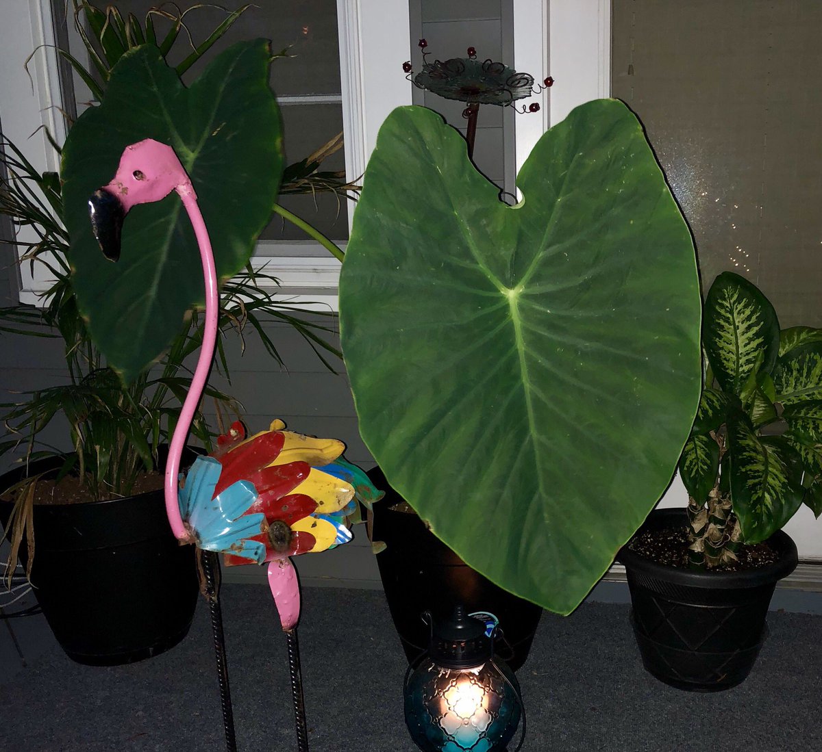 Keith_Kelly's tweet image. That’s one big #ElephantEar #SummerInBuffalo #PinkFlamingo #HomeGrown